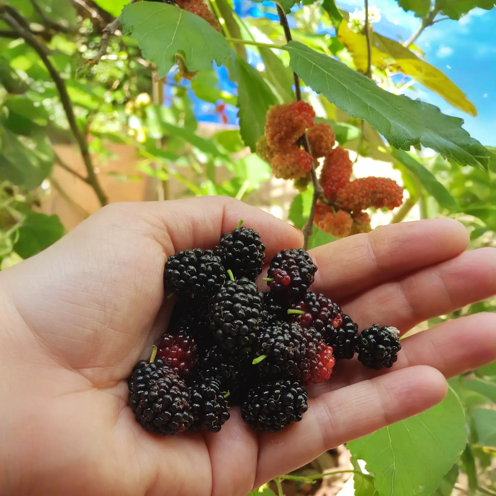 Mulberry 'Everbearing' (Morus nigra)