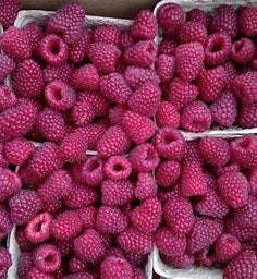 Raspberry, Red 'Polka' (Live Plant)