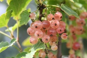 Currant 'Pink Champagne' (1-year plant)