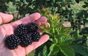 Blackberry, Thorn-free 'Sweet-Ark® Ponca™' (12-18 inch bare root plant)
