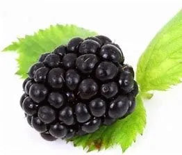 Blackberry, Thorn-free 'Sweet-Ark® Ponca™' (12-18 inch bare root plant)