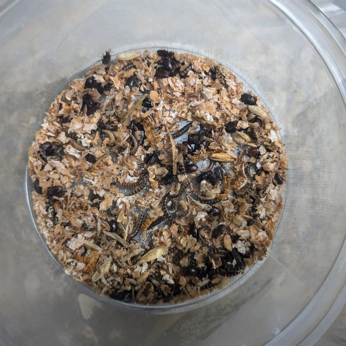 Small Kit ~ 50 Worms & Beetles