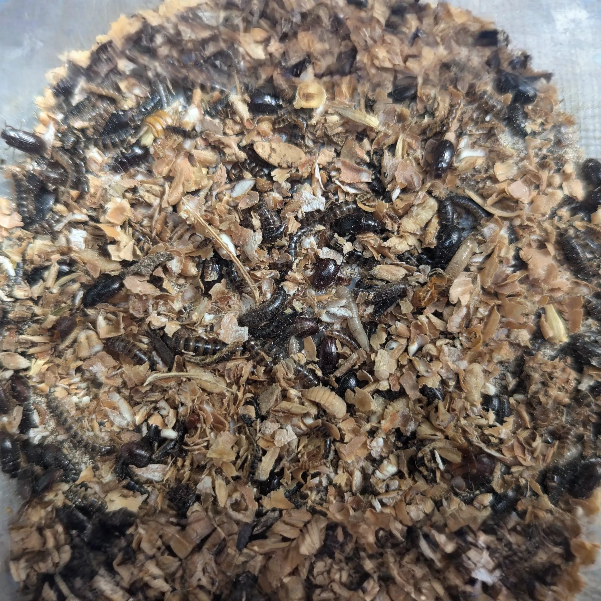 Small Kit ~ 50 Worms & Beetles