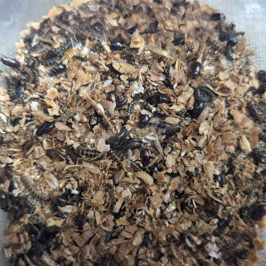 Small Kit ~ 50 Worms & Beetles