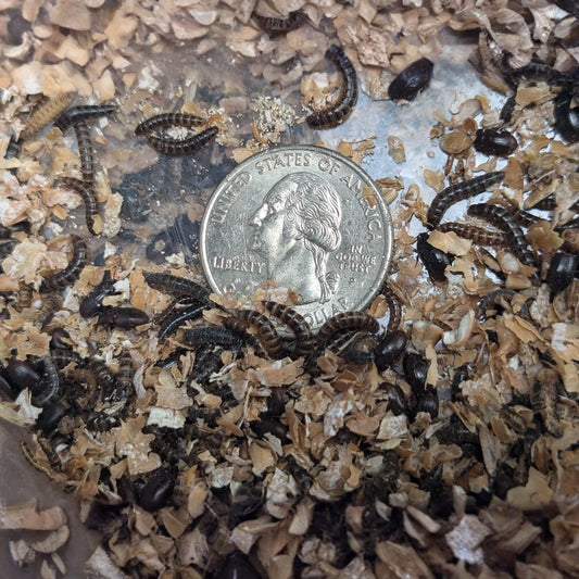 Small Kit ~ 50 Worms & Beetles