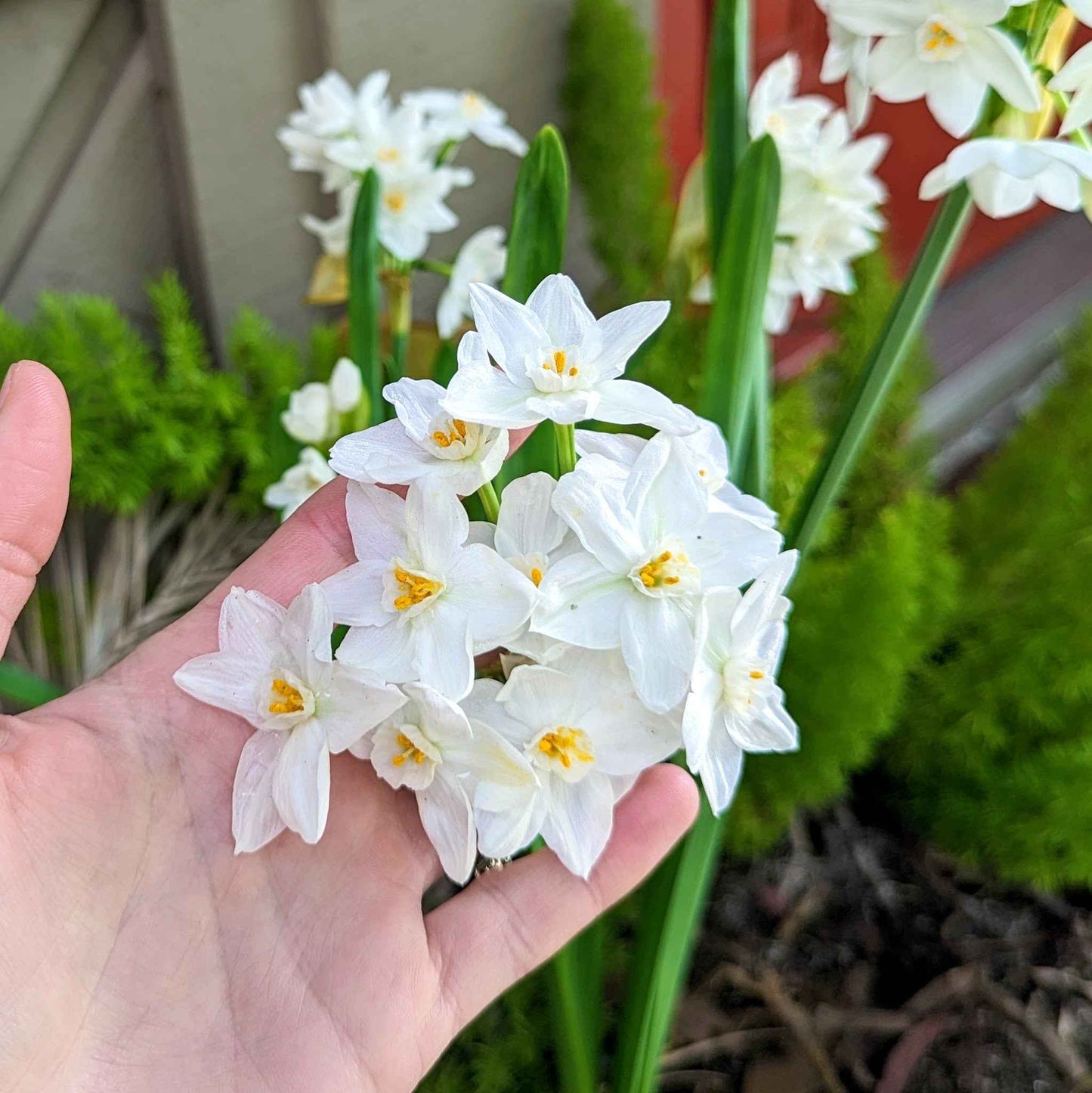 Paperwhite Bulb