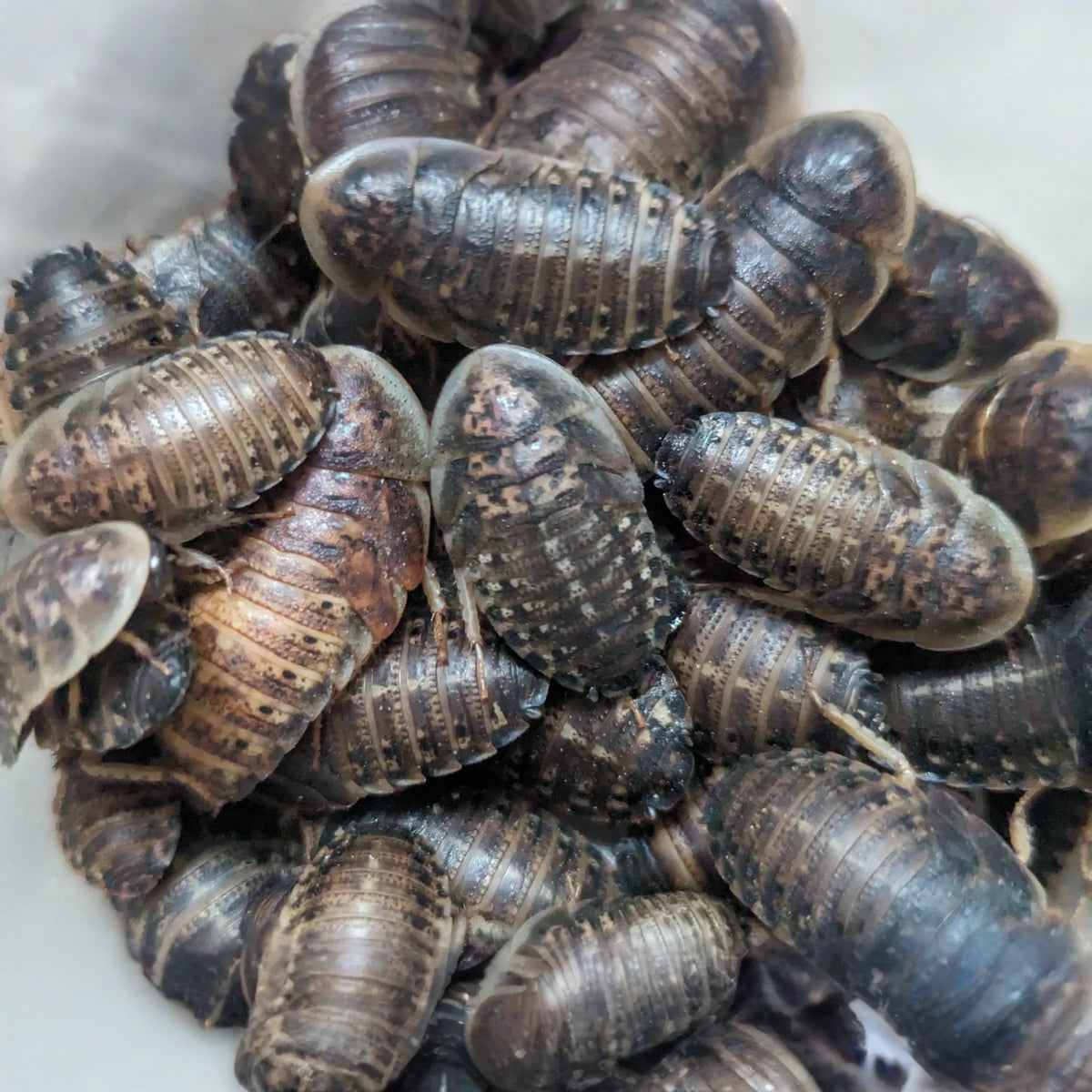 Extra Large - 1+ inch / 25
