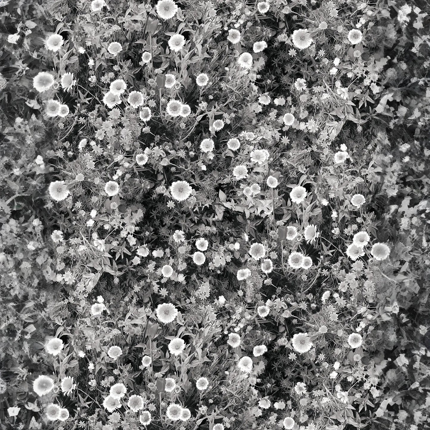 Cali Flowers Wallpaper, midnight