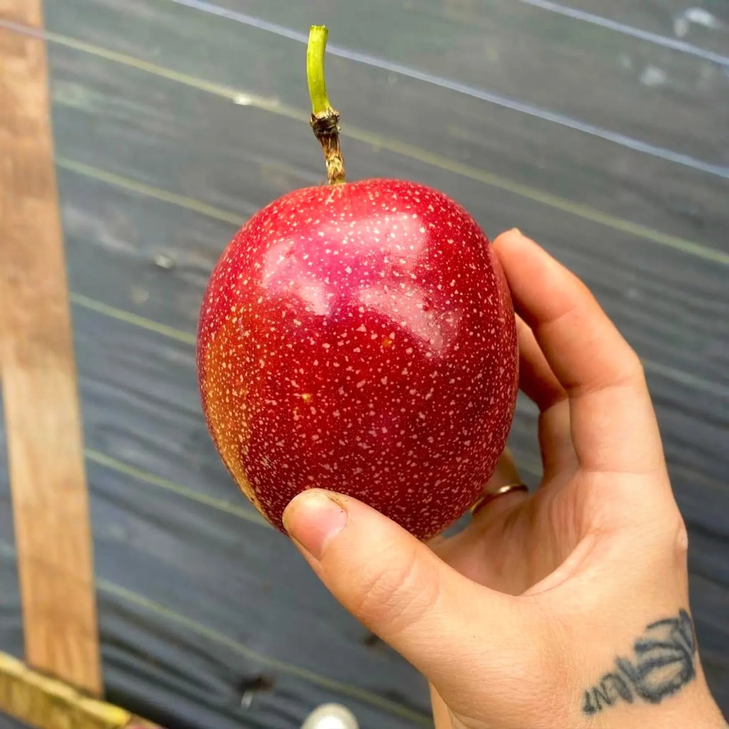 Passion Fruit 'Panama Red' (Passiflora edulis)