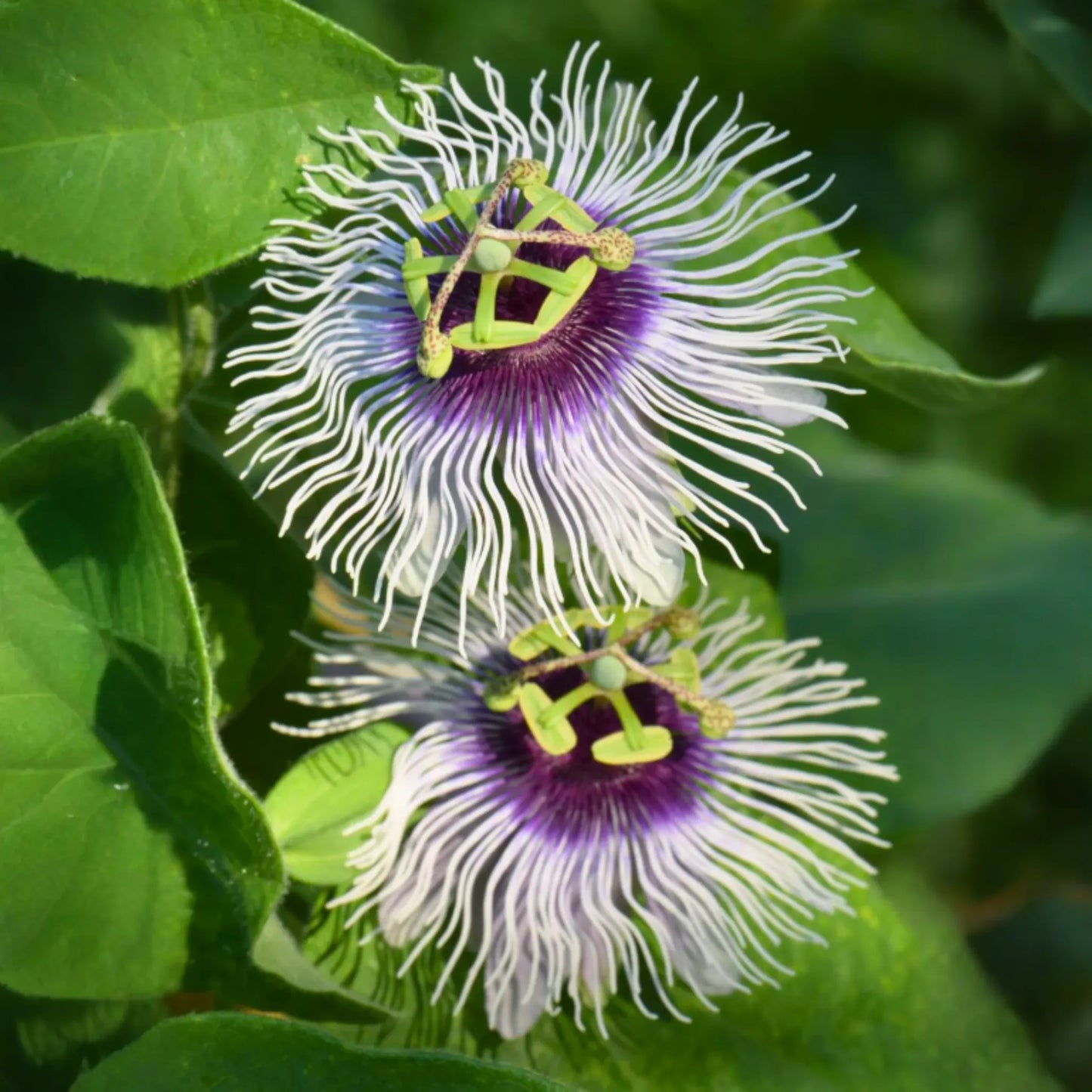 Passiflora 'Bounty' (Passiflora edulis)