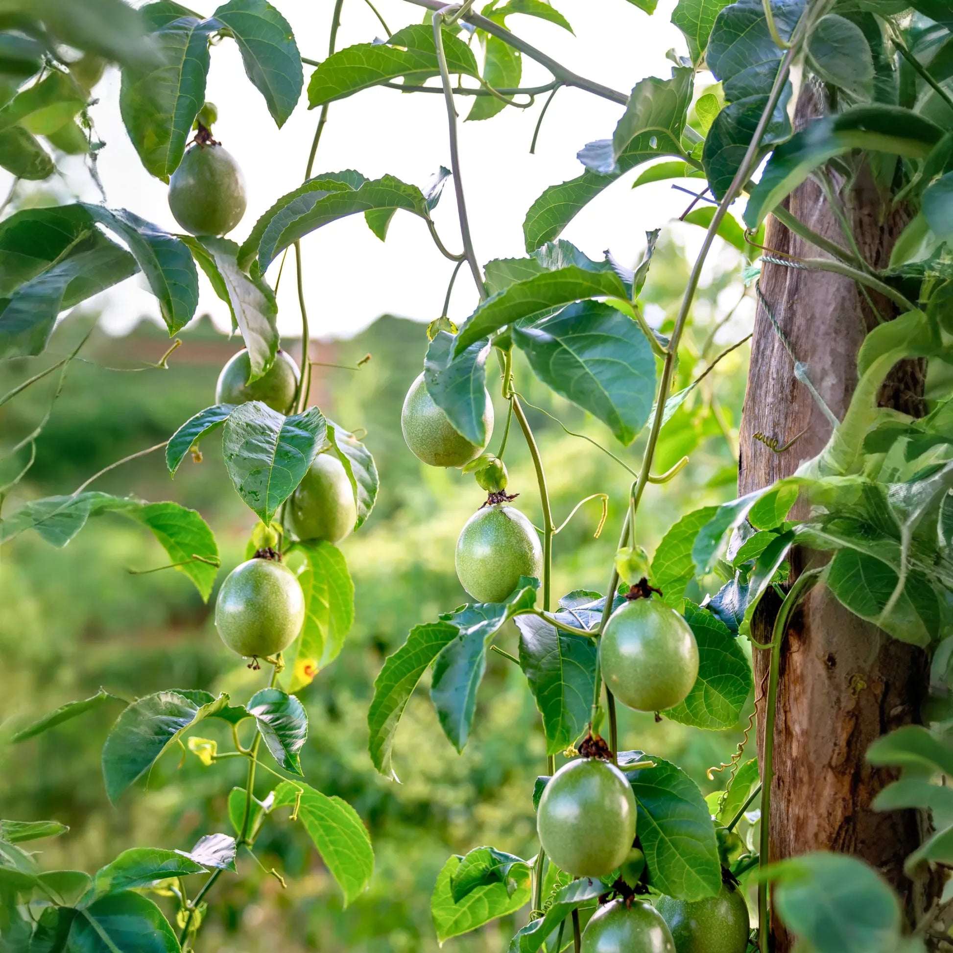 Passiflora 'Bounty' (Passiflora edulis)