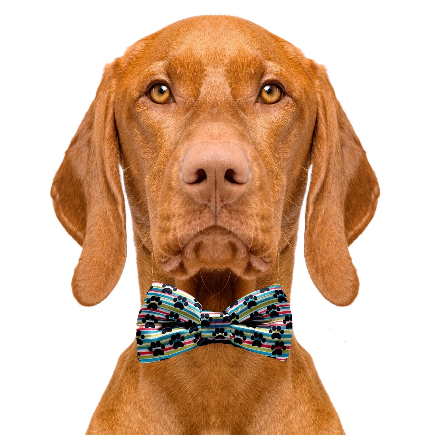 Paw Print Dog Bow Tie