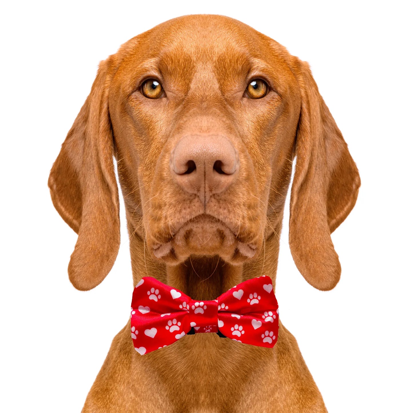 Valentines Day Paw Prints & Hearts Red Dog Bow Tie