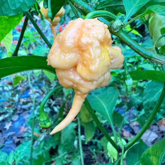 Peach Primo - Seeds