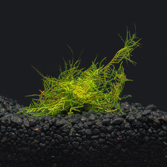 Peacock Moss