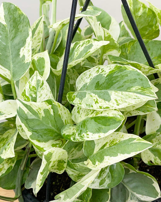 Pearls and Jade Pothos Rooted Live Plant | Epipremnum Aureum Variegated | 2" Pot Indoor Vine | Easy Care Houseplant Starter