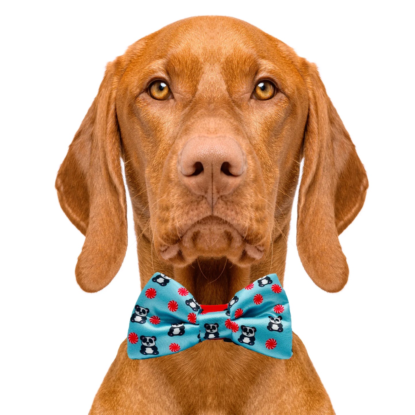 Peppermint Panda Blue Dog Bow Tie