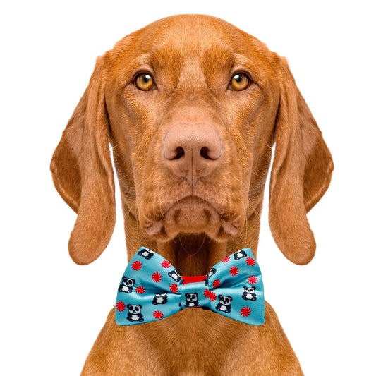 Peppermint Panda Blue Dog Bow Tie