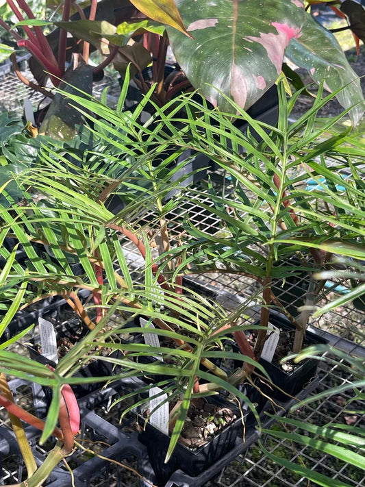Philodendron Tortum Live Starter Plant 6–8” Tall - Bareroot Aroid - Rare Tropical Houseplant with Striking Foliage