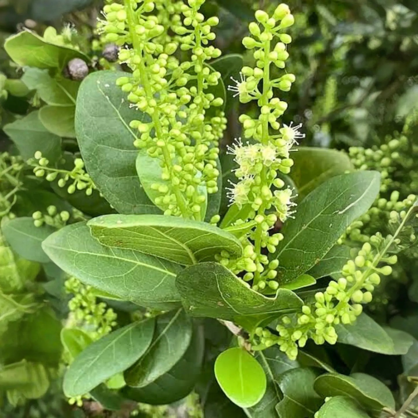 Pigeon Plum (Coccoloba diversifolia)