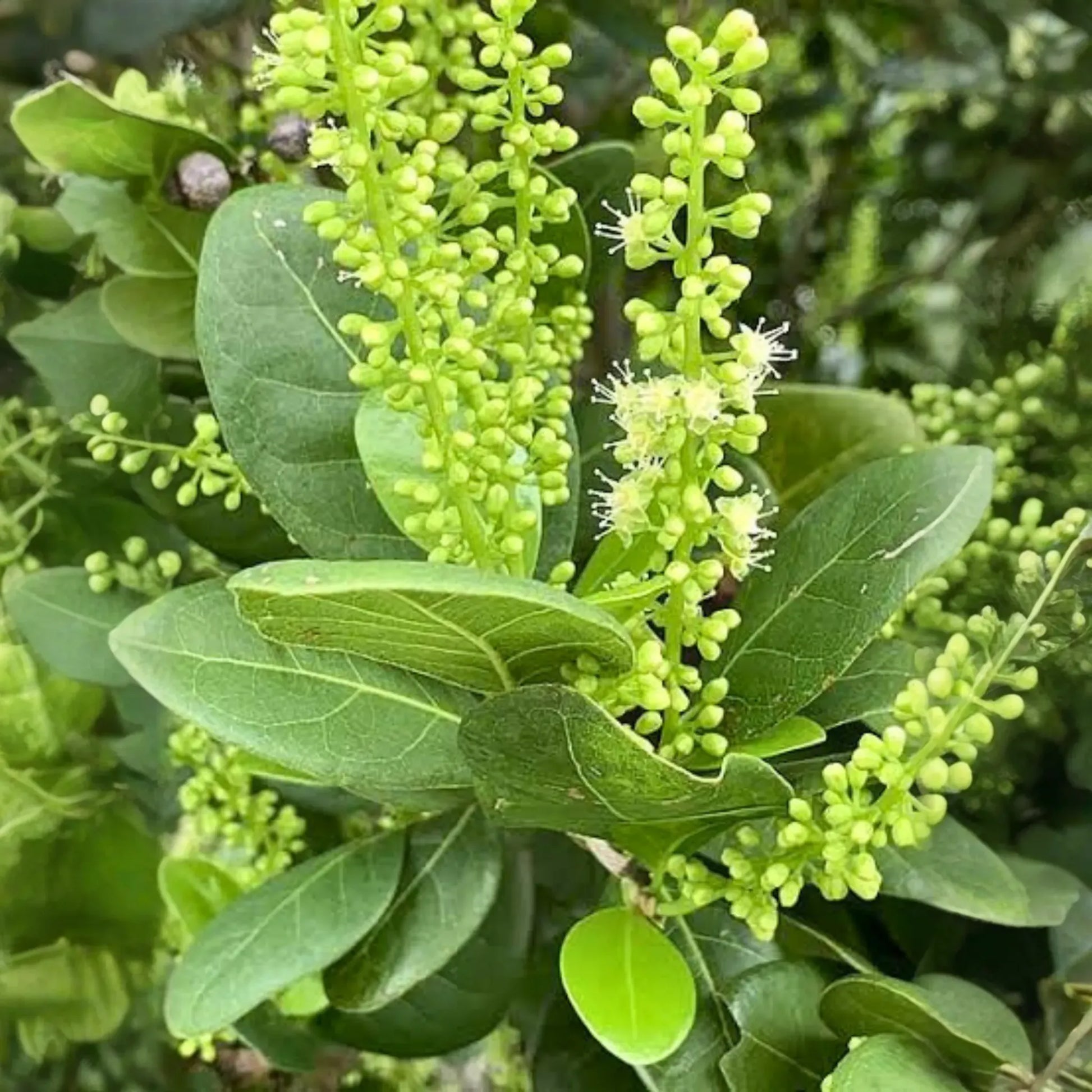 Pigeon Plum (Coccoloba diversifolia)