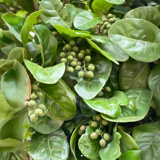 Pigeon Plum (Coccoloba diversifolia)