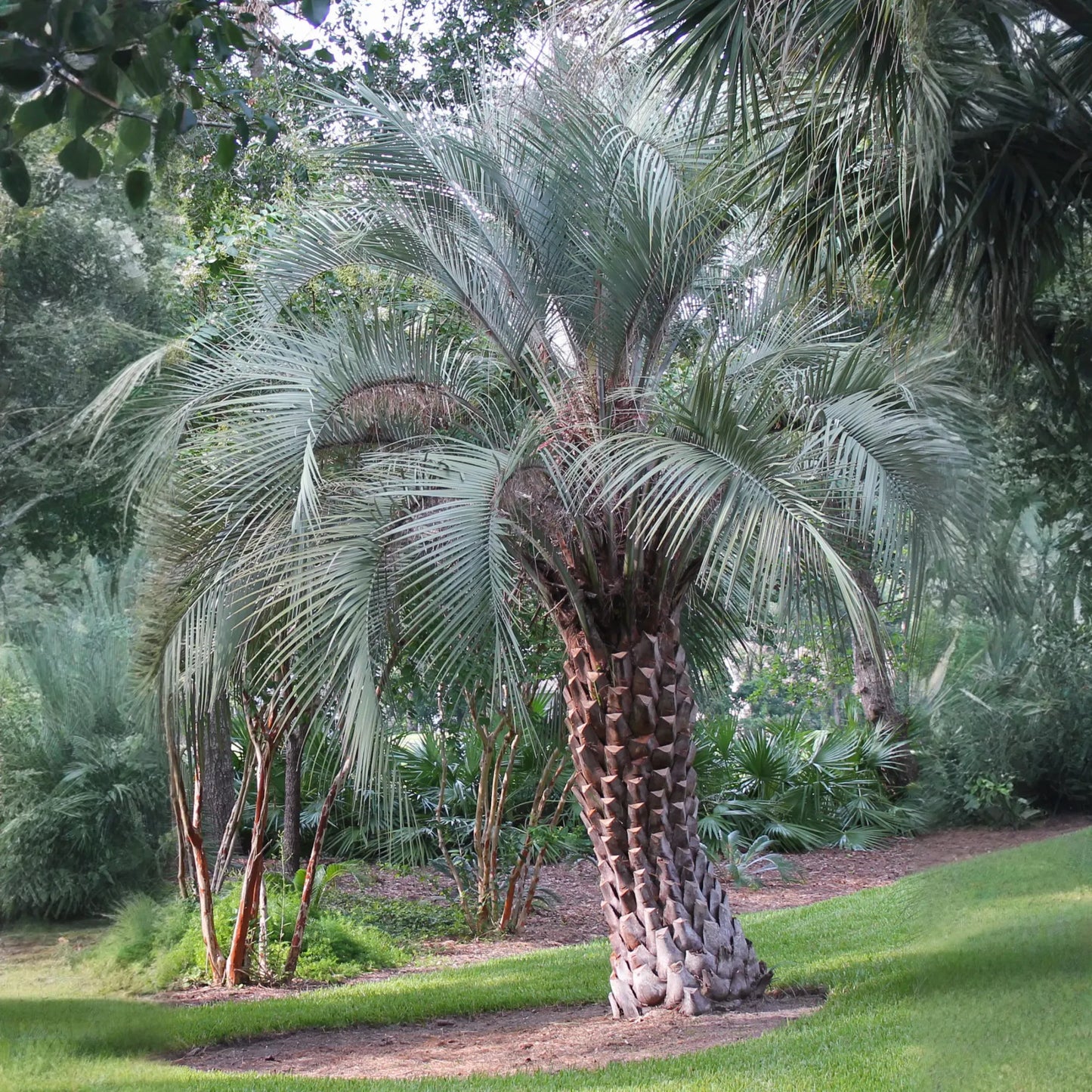 Jelly Palm (Butia capitata)