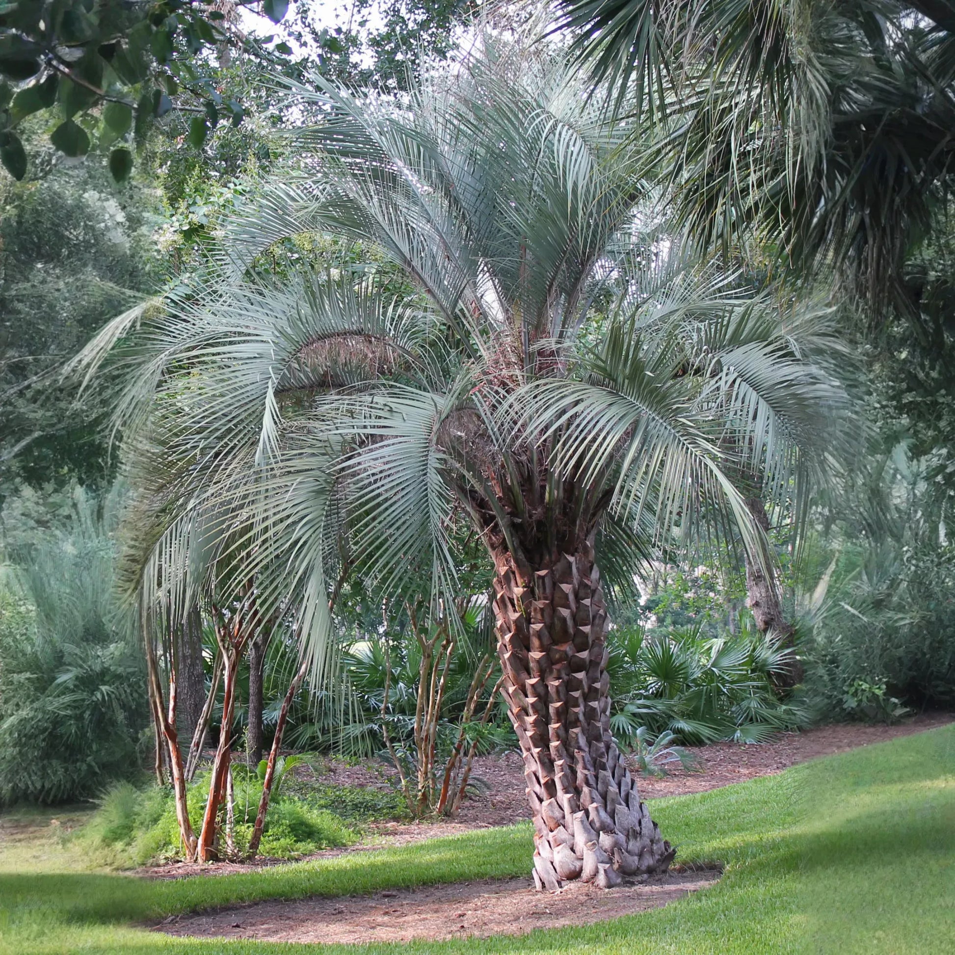 Jelly Palm (Butia capitata)