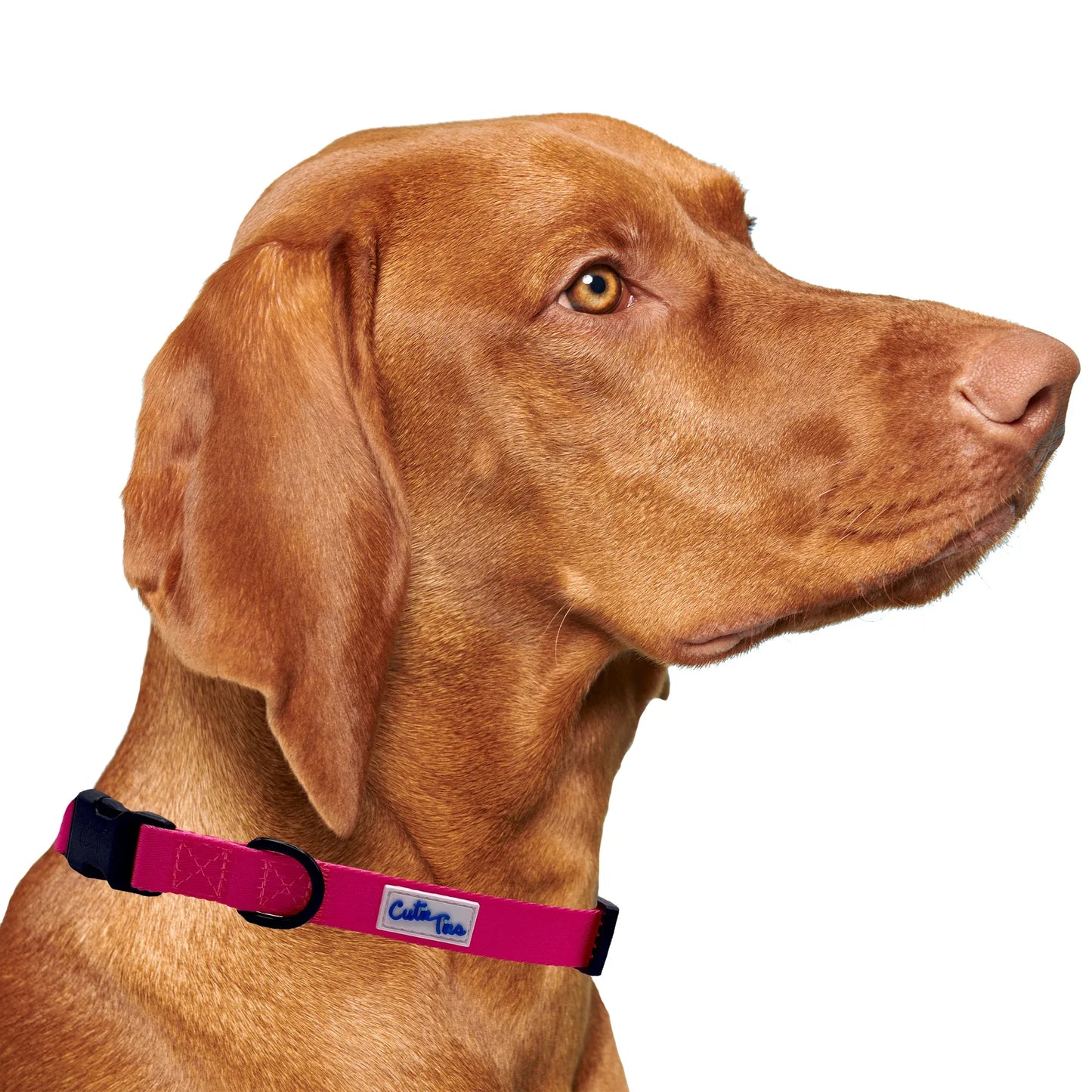 Pink Dog Collar