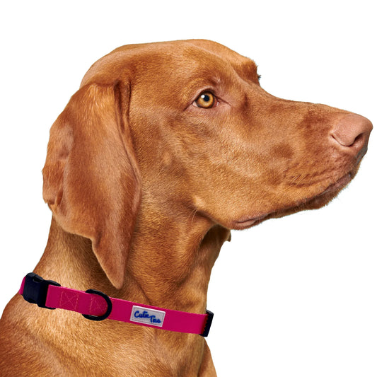 Pink Dog Collar