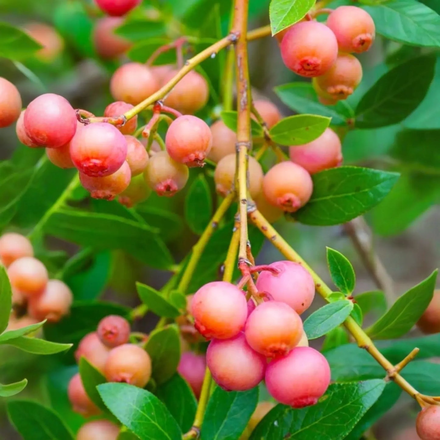 Blueberry 'Pink Lemonade' (Vaccinium corymbosum 'Pink Lemonade')