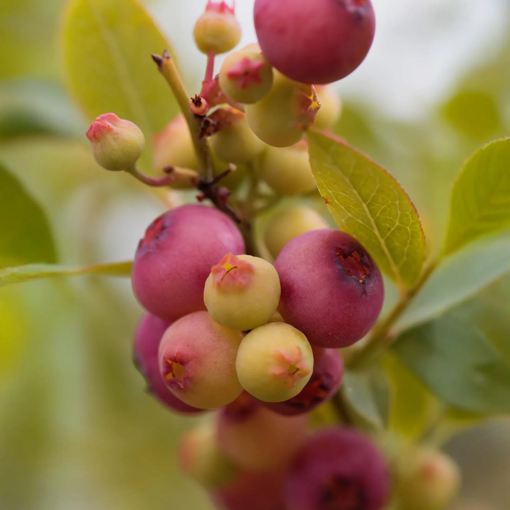 Blueberry 'Pink Lemonade' (Vaccinium corymbosum 'Pink Lemonade')