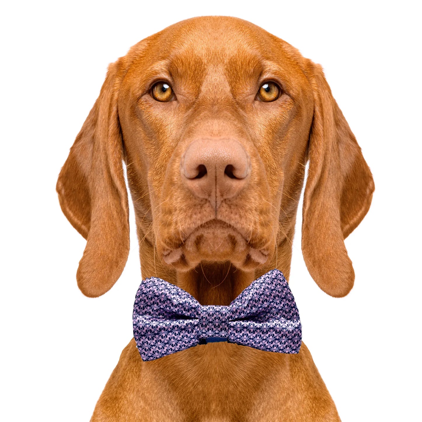 Pink & Blue Dog Bow Tie