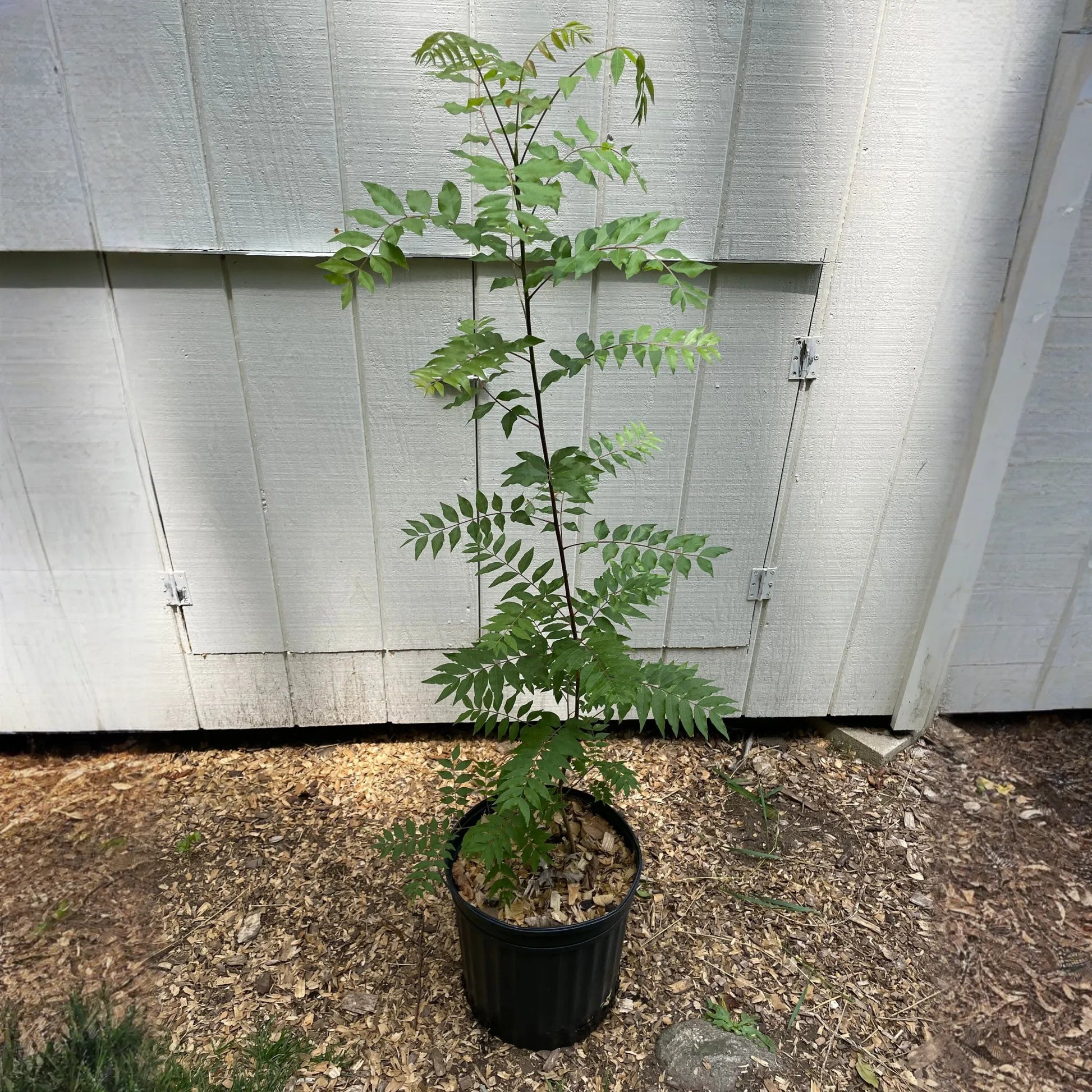 Chinese Pistache ( Pistacia chinensis )