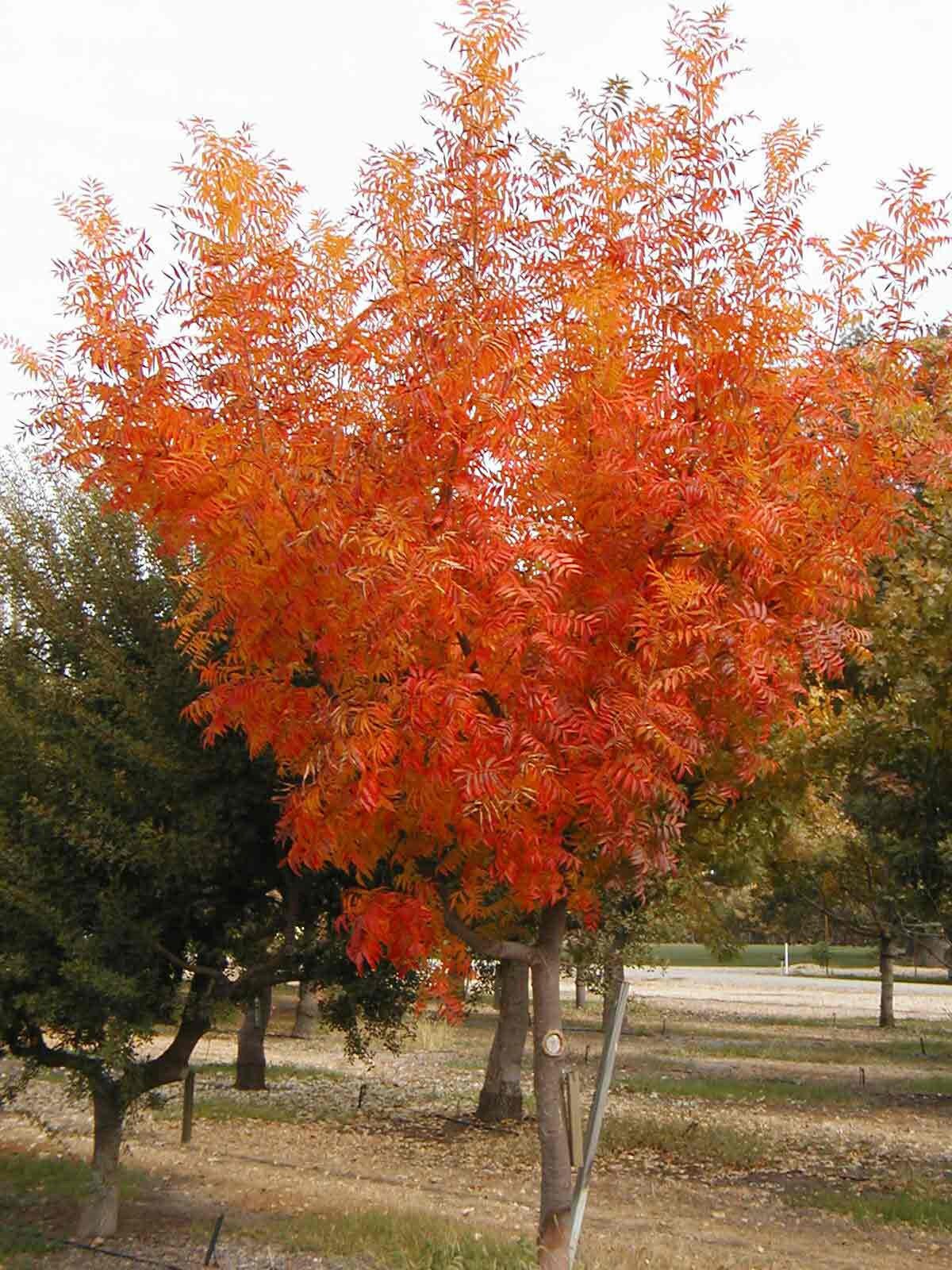 Chinese Pistache ( Pistacia chinensis )