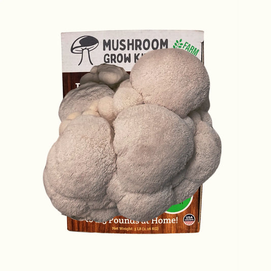 Premium Lion's Mane Mushroom Growing Kit - 5 LBS