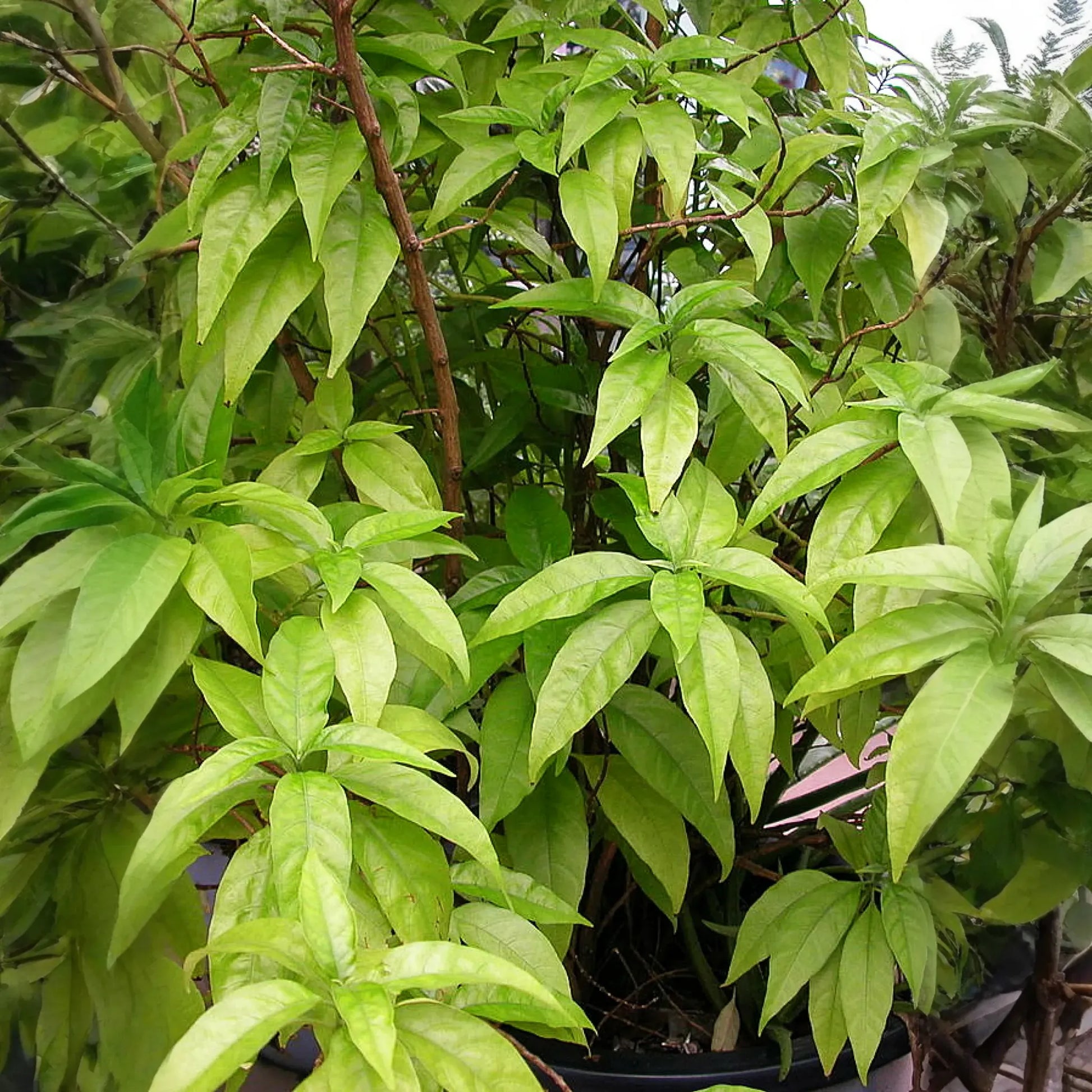 Hoan Ngoc, Xuan-Hoa (Pseuderanthemum palatiferum)