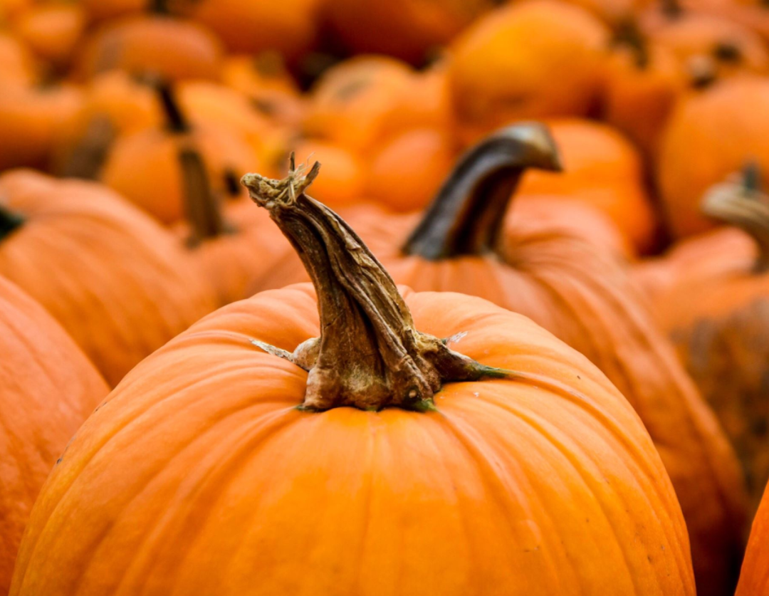 Pumpkin Flavored Yak Cheese Chew - made with REAL PUMPKIN Puree - Single