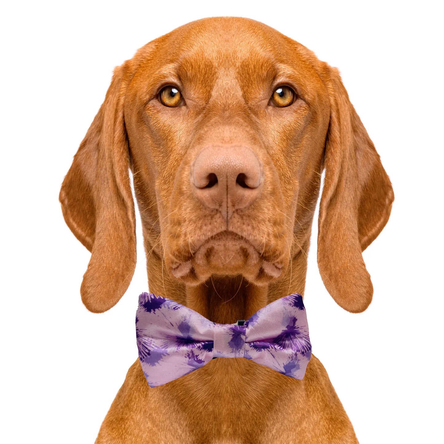 Purple Sky Dog Bow Tie