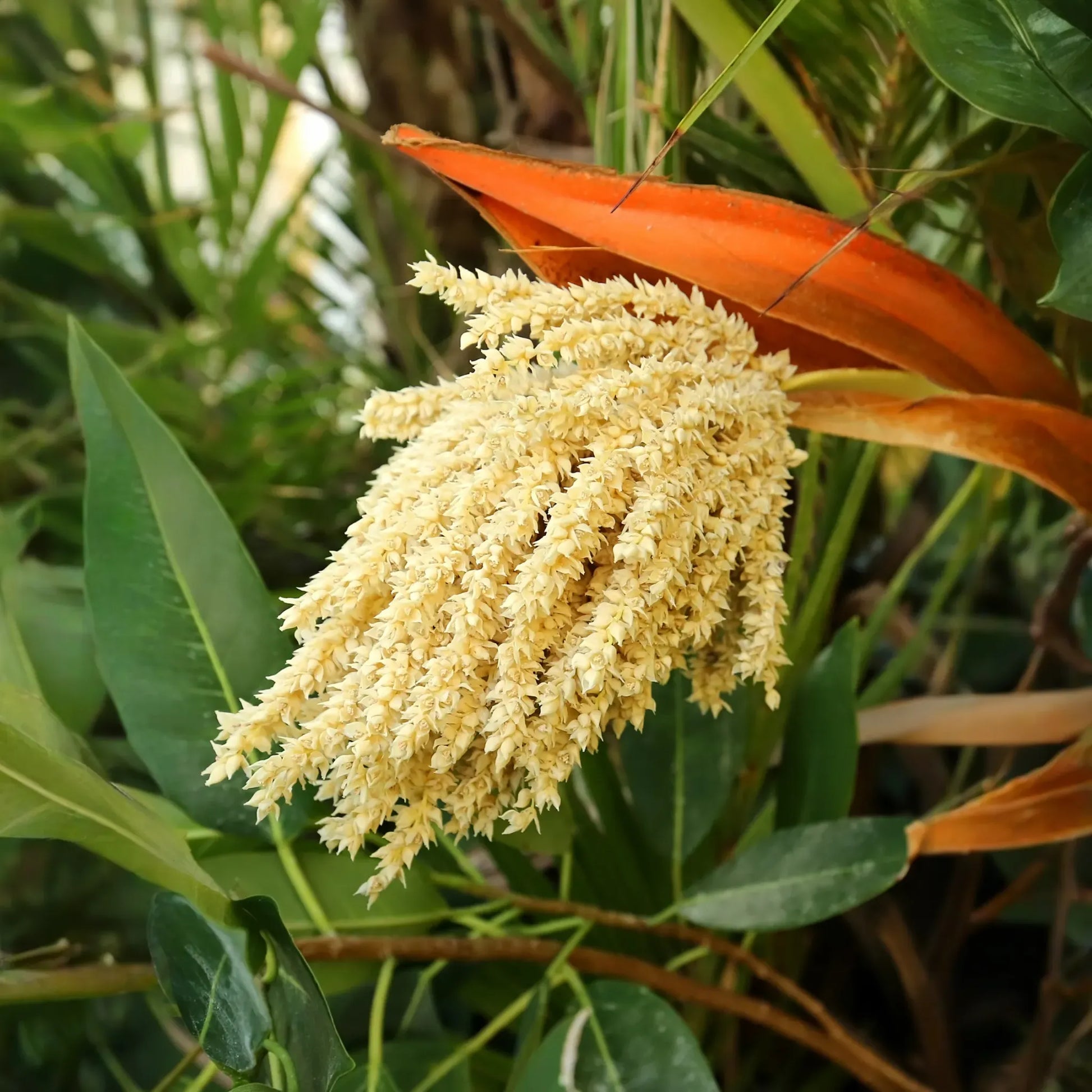 Pygmy Date Palm (Phoenix roebelenii)