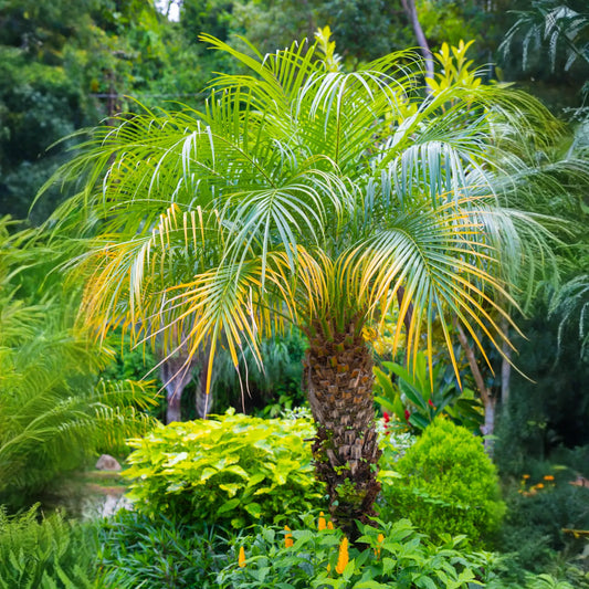Pygmy Date Palm (Phoenix roebelenii)