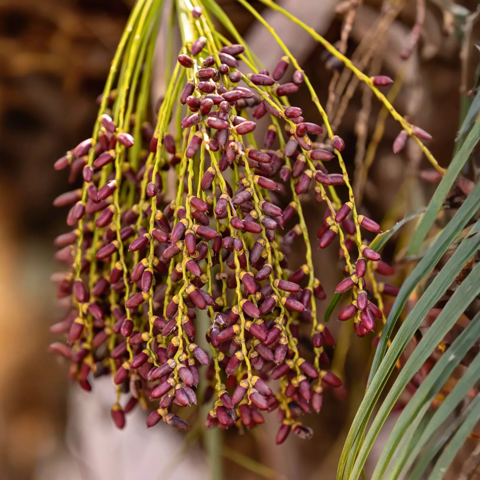 Pygmy Date Palm (Phoenix roebelenii)