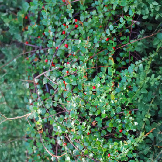Quail Berry (Crossopetalum ilicifolium)