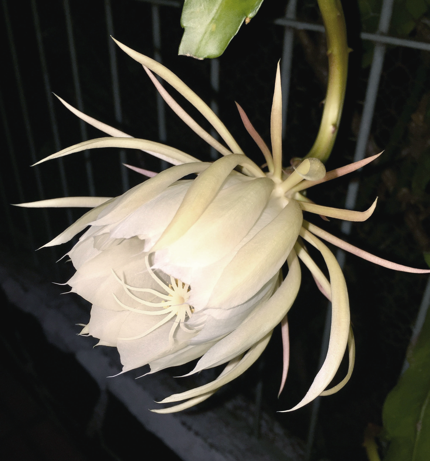 Oxypétala Slim Crystal Diffuser