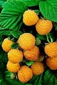 Raspberry, Yellow 'Anne' (Live Plant)