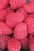 Raspberry, Red 'Encore' (Live Plant)