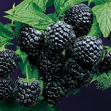 Raspberry, Black, 'Jewel' (Live Plant)