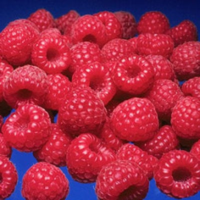 Raspberry, Red 'Prelude' (Live Plant)