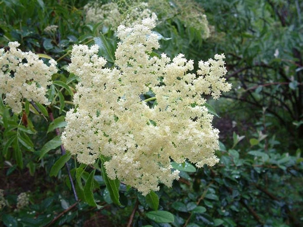 Elderberry 'Ranch' (12-18 inch bare root plant)
