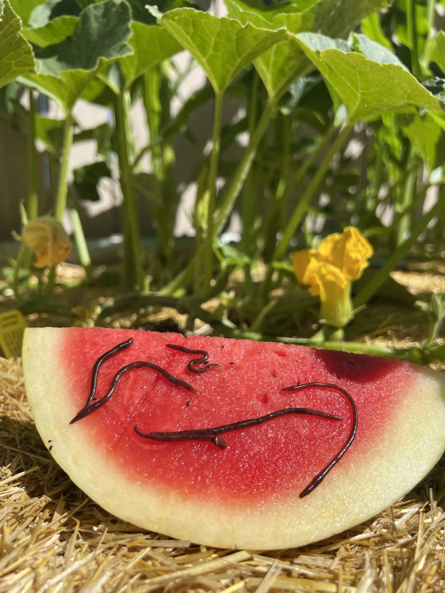 Red Wiggler Composting Worms (SC)